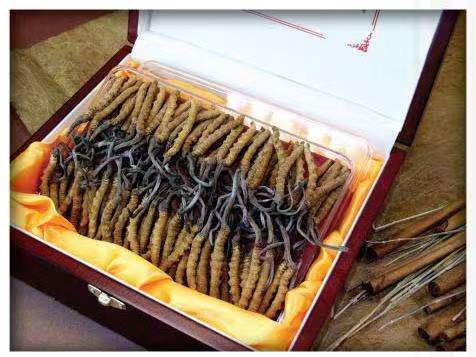 自贡冬虫夏草回收